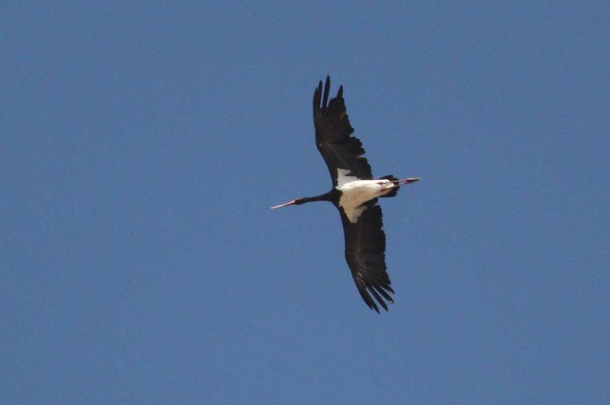 Black Stork - ML613681174
