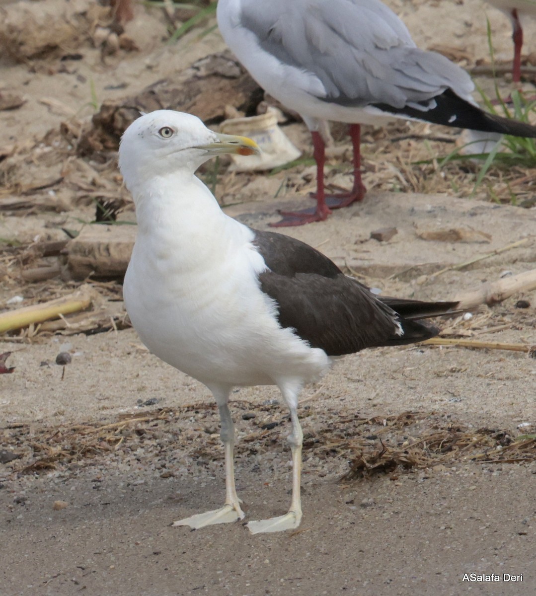 Lesser Black-backed Gull (fuscus) - ML613681199