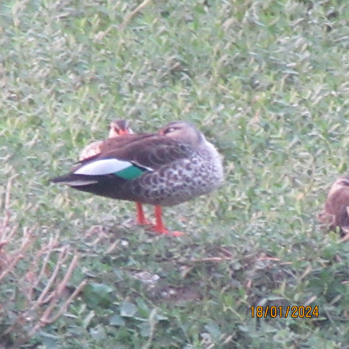 Indian Spot-billed Duck - ML613681580