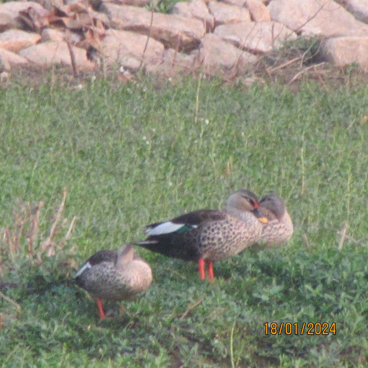 Indian Spot-billed Duck - ML613681595