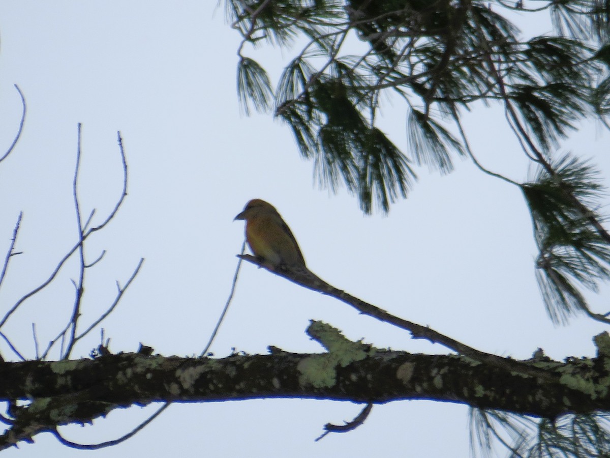eBird Checklist 18 Jan 2024 Merriewold Club & Lake (private) 7