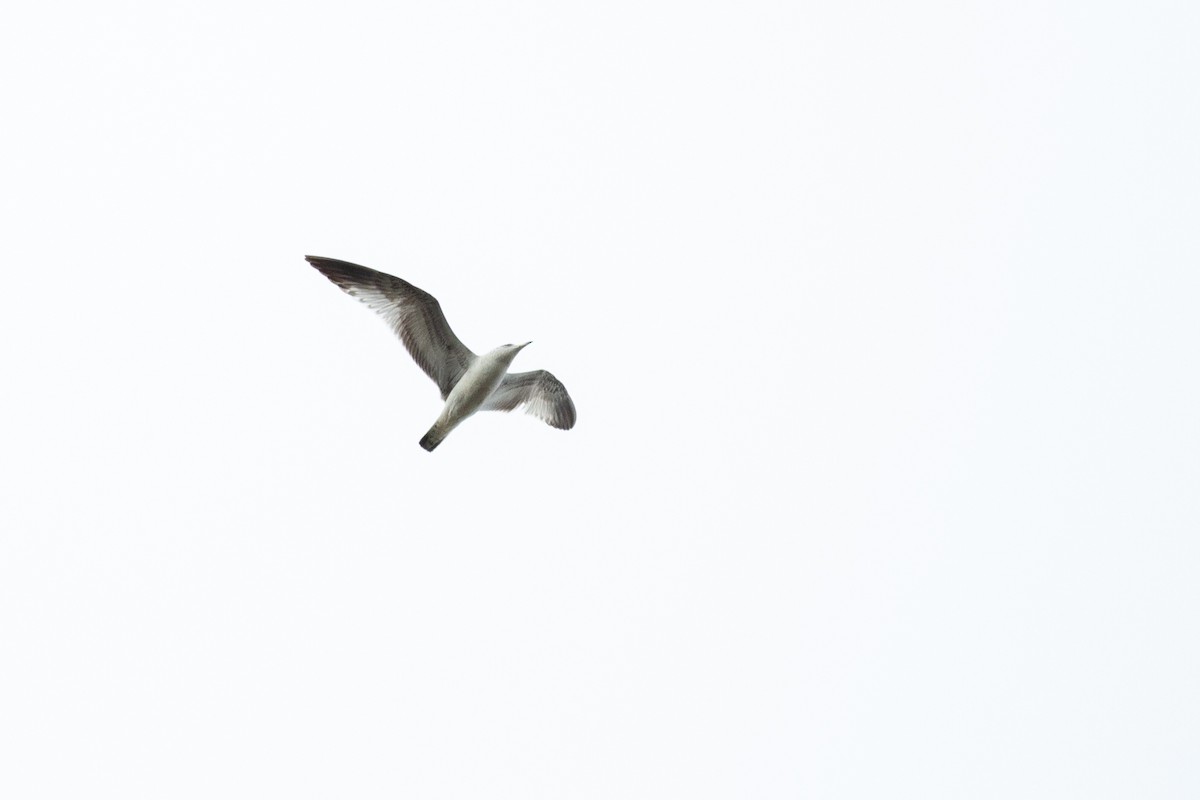 Делавэрская чайка - ML613681618