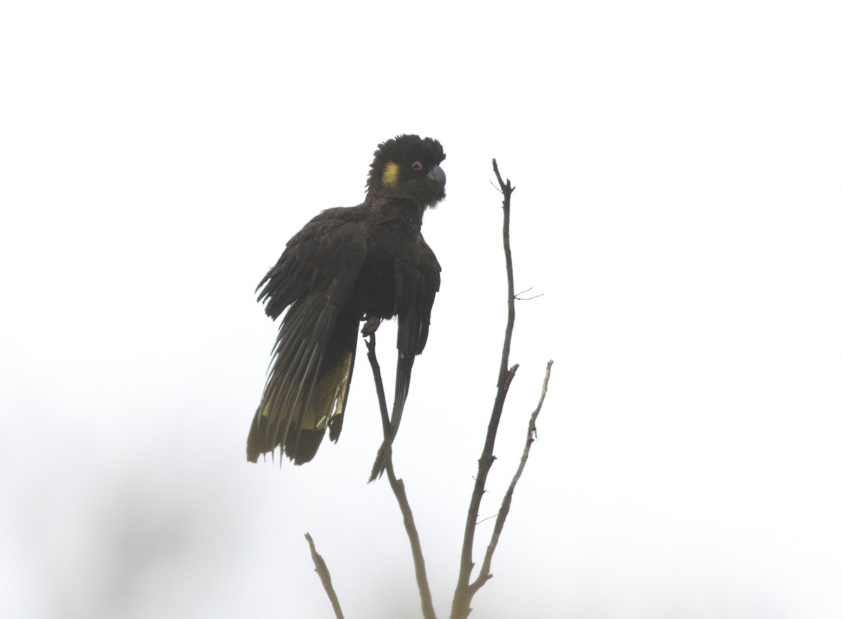 Yellow-tailed Black-Cockatoo - ML613681650