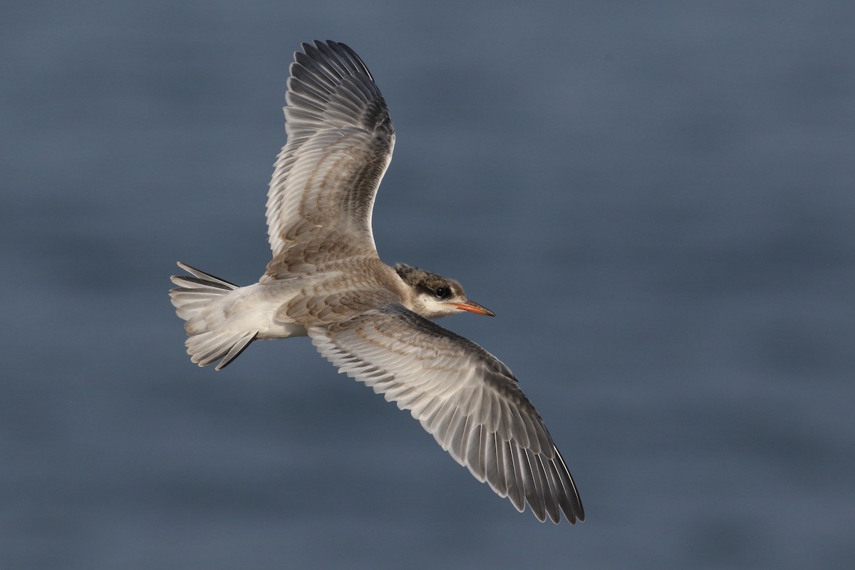 Common x Arctic Tern (hybrid) - ML613681672