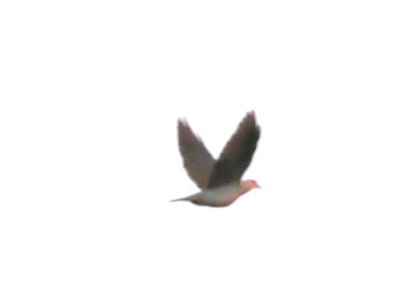 Red-eyed Dove - ML613681863
