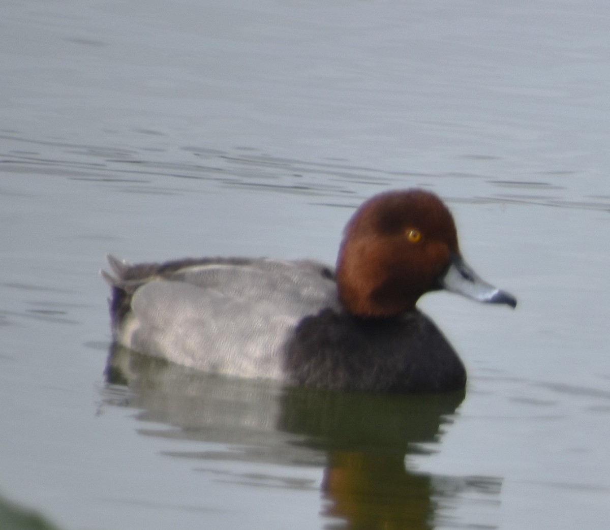 eBird Checklist 18 Jan 2024 Lake Morton 20 species