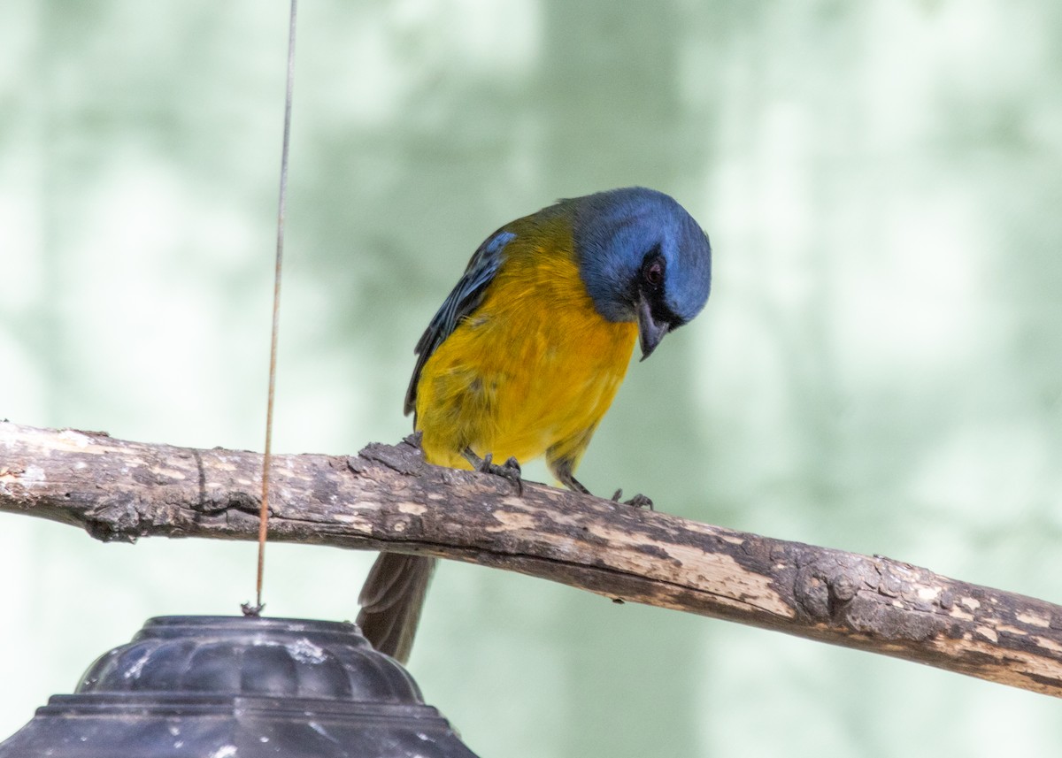 Blue-and-yellow Tanager (Green-mantled) - ML613682027