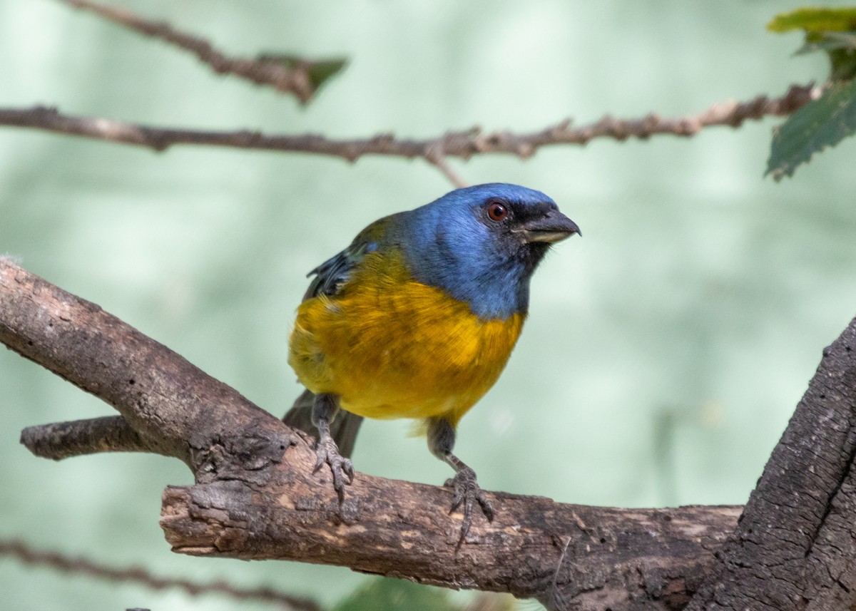 Blue-and-yellow Tanager (Green-mantled) - ML613682028