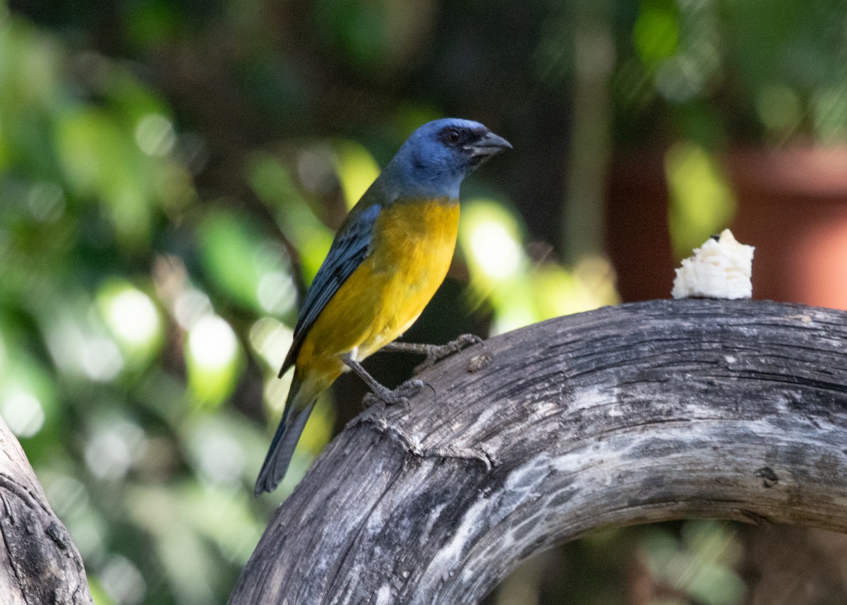 Blue-and-yellow Tanager (Green-mantled) - ML613682031