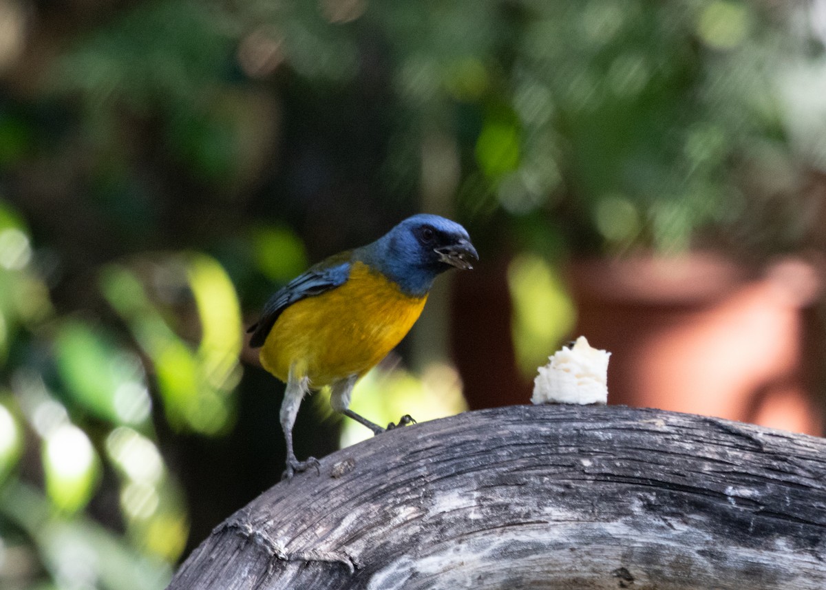 Blue-and-yellow Tanager (Green-mantled) - ML613682032