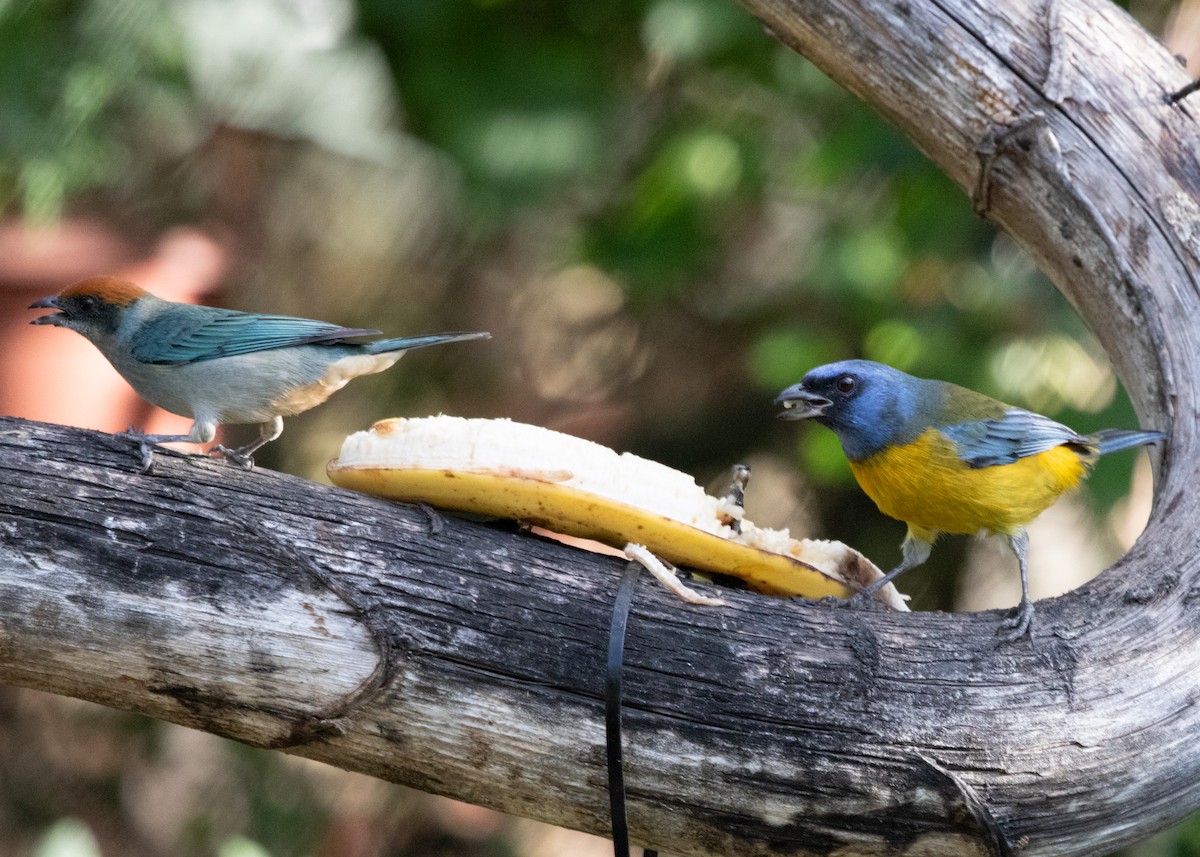 Blue-and-yellow Tanager (Green-mantled) - ML613682035