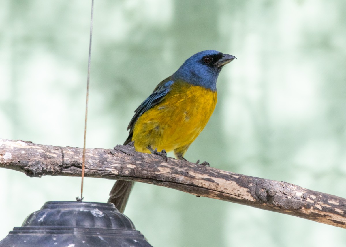 Blue-and-yellow Tanager (Green-mantled) - Silvia Faustino Linhares