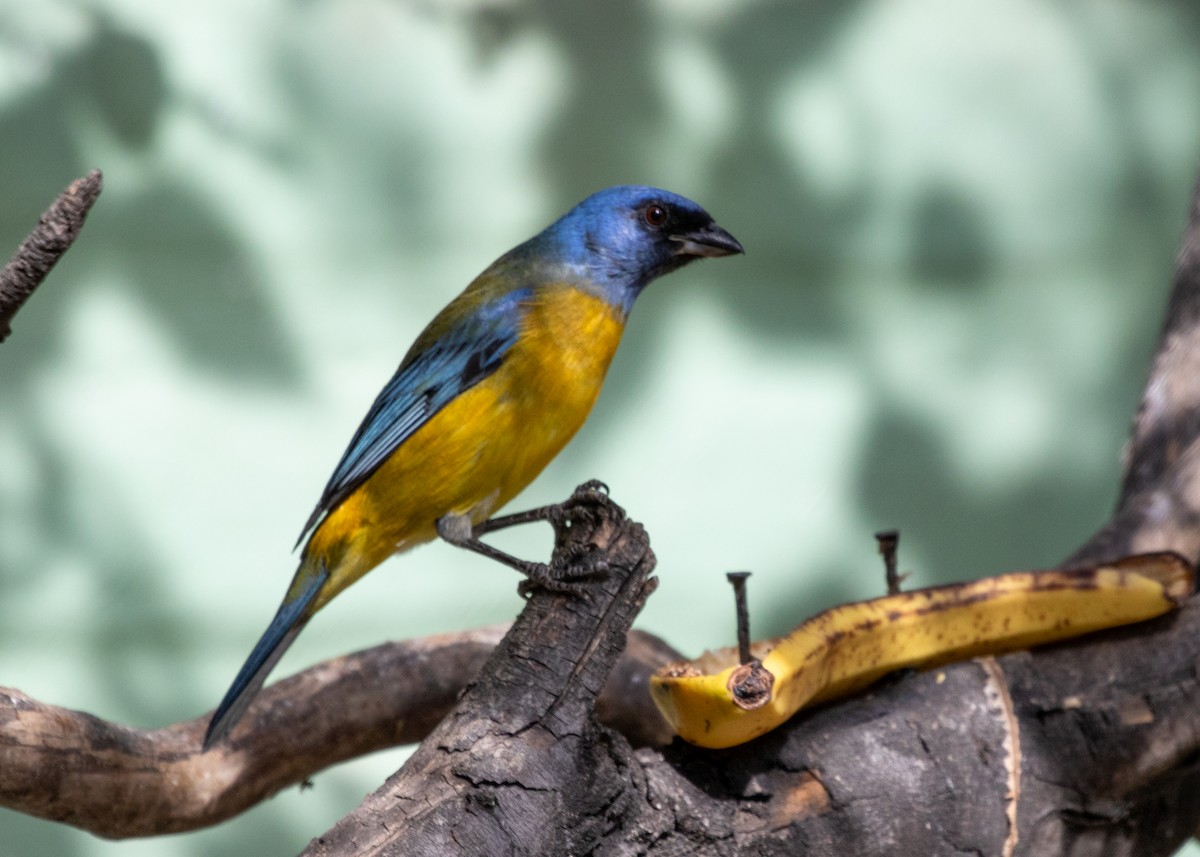 Blue-and-yellow Tanager (Green-mantled) - ML613682039