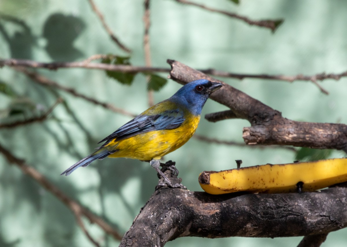 Blue-and-yellow Tanager (Green-mantled) - ML613682040