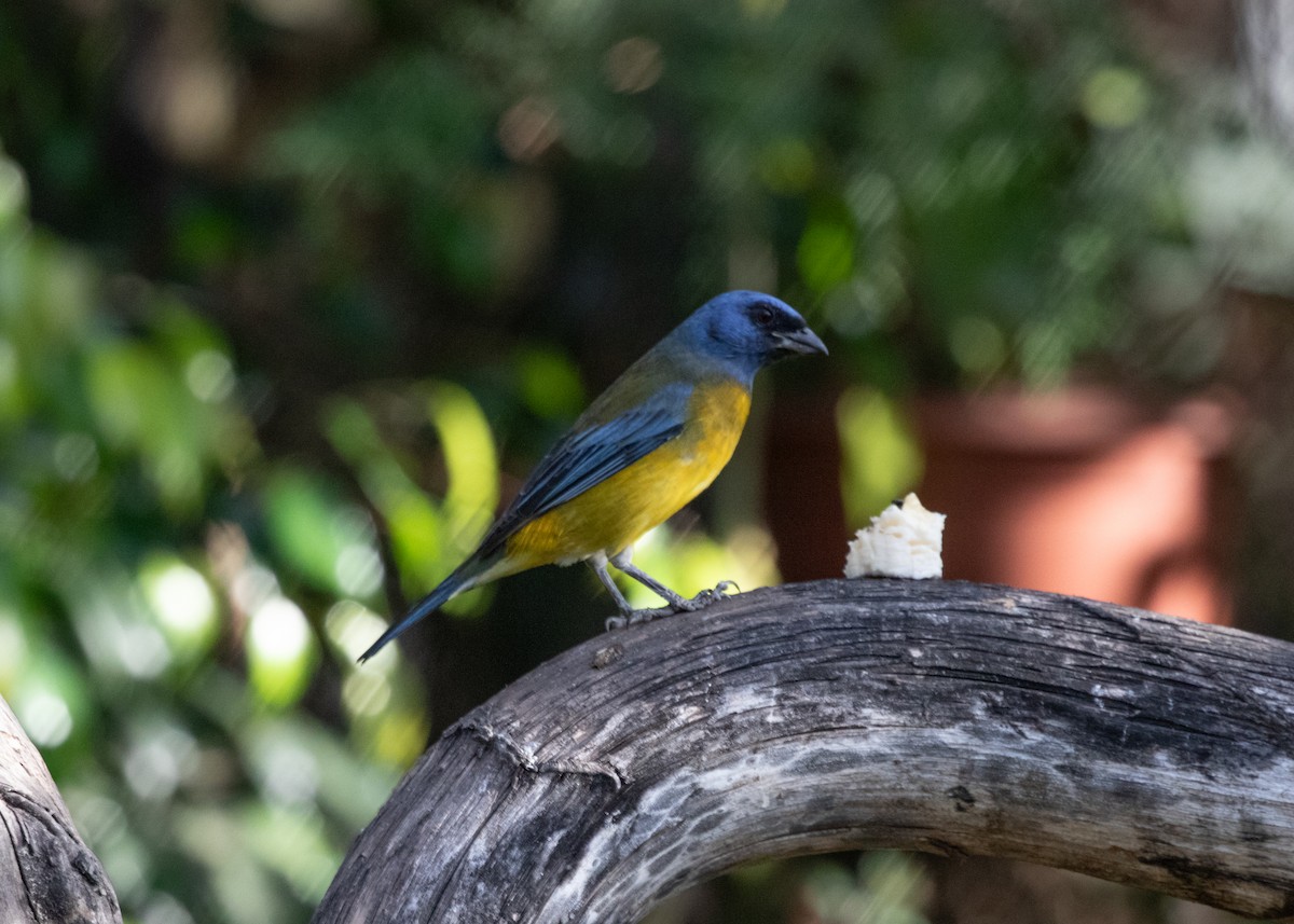 Blue-and-yellow Tanager (Green-mantled) - ML613682041