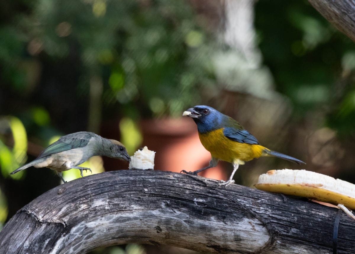 Blue-and-yellow Tanager (Green-mantled) - ML613682042