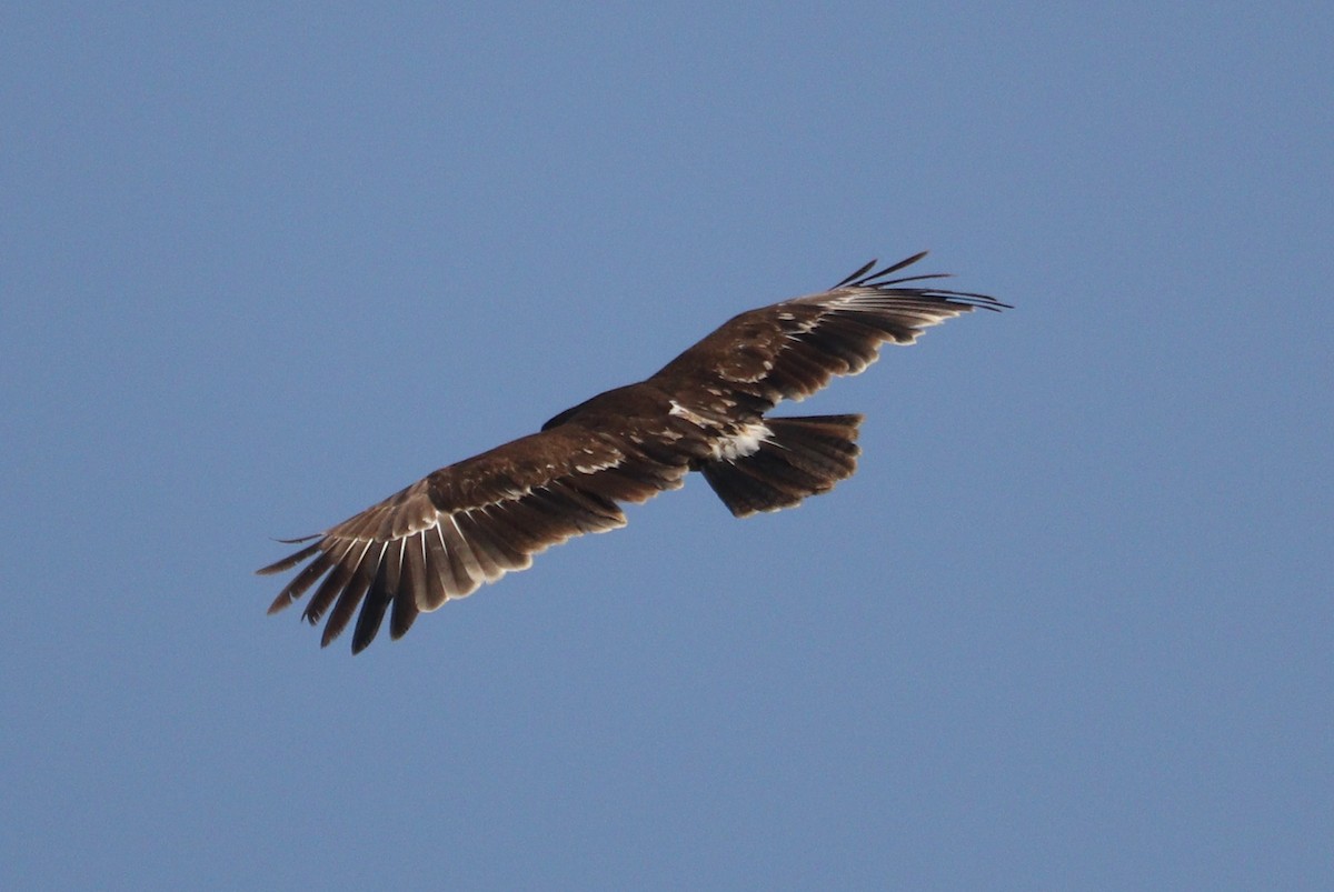 Greater Spotted Eagle - Ismael Khalifa