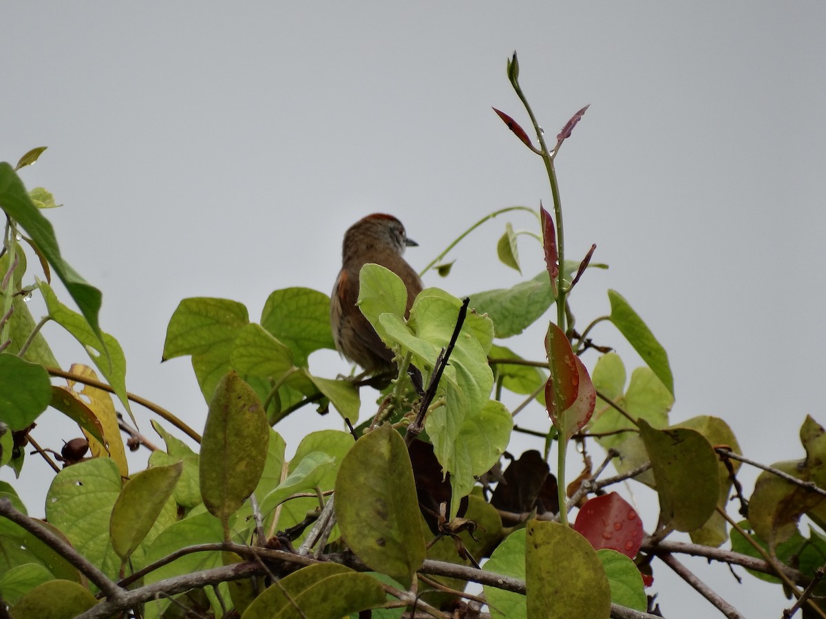 Pale-breasted Spinetail - ML613683022