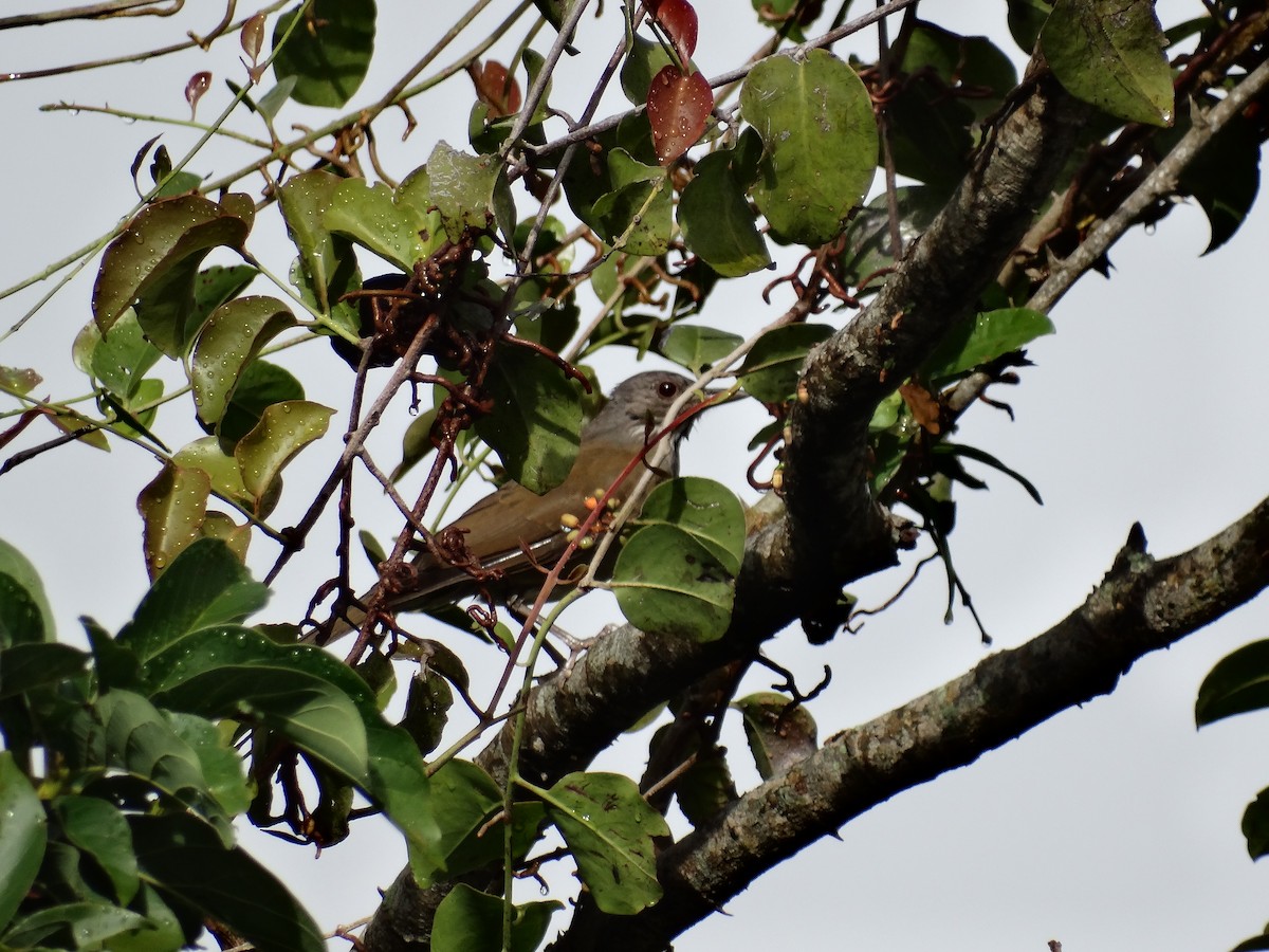 Pale-breasted Thrush - ML613683025