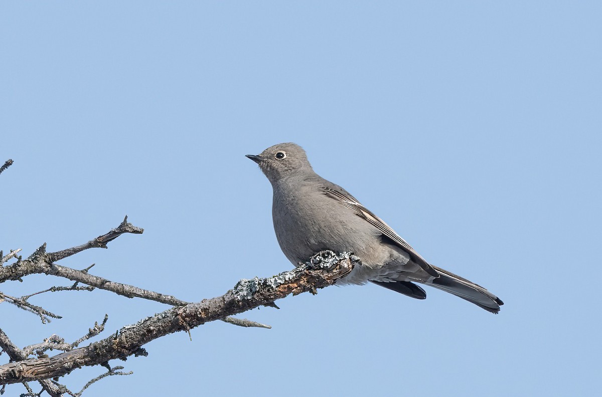 Townsend's Solitaire - ML613683038