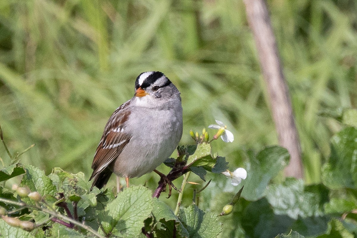 White-crowned Sparrow (Gambel's) - ML613683040