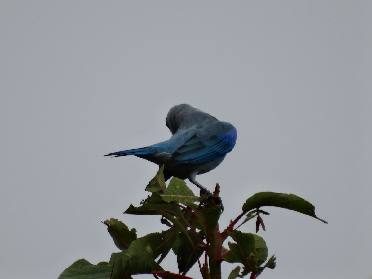 Blue-gray Tanager - ML613683120