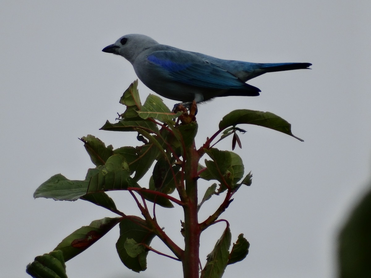 Blue-gray Tanager - ML613683121