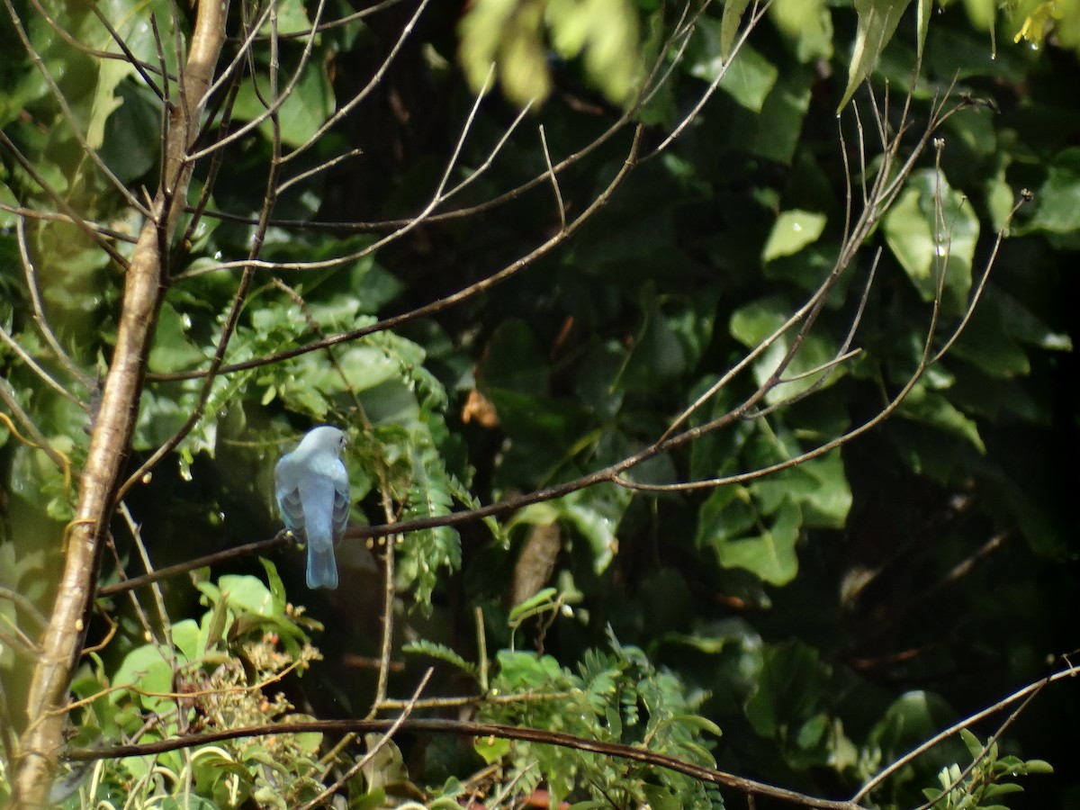 Blue-gray Tanager - ML613683122