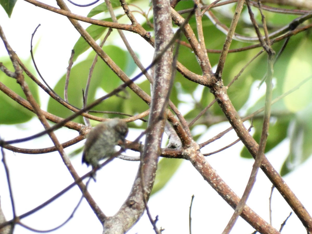 Scaled Piculet - ML613683171