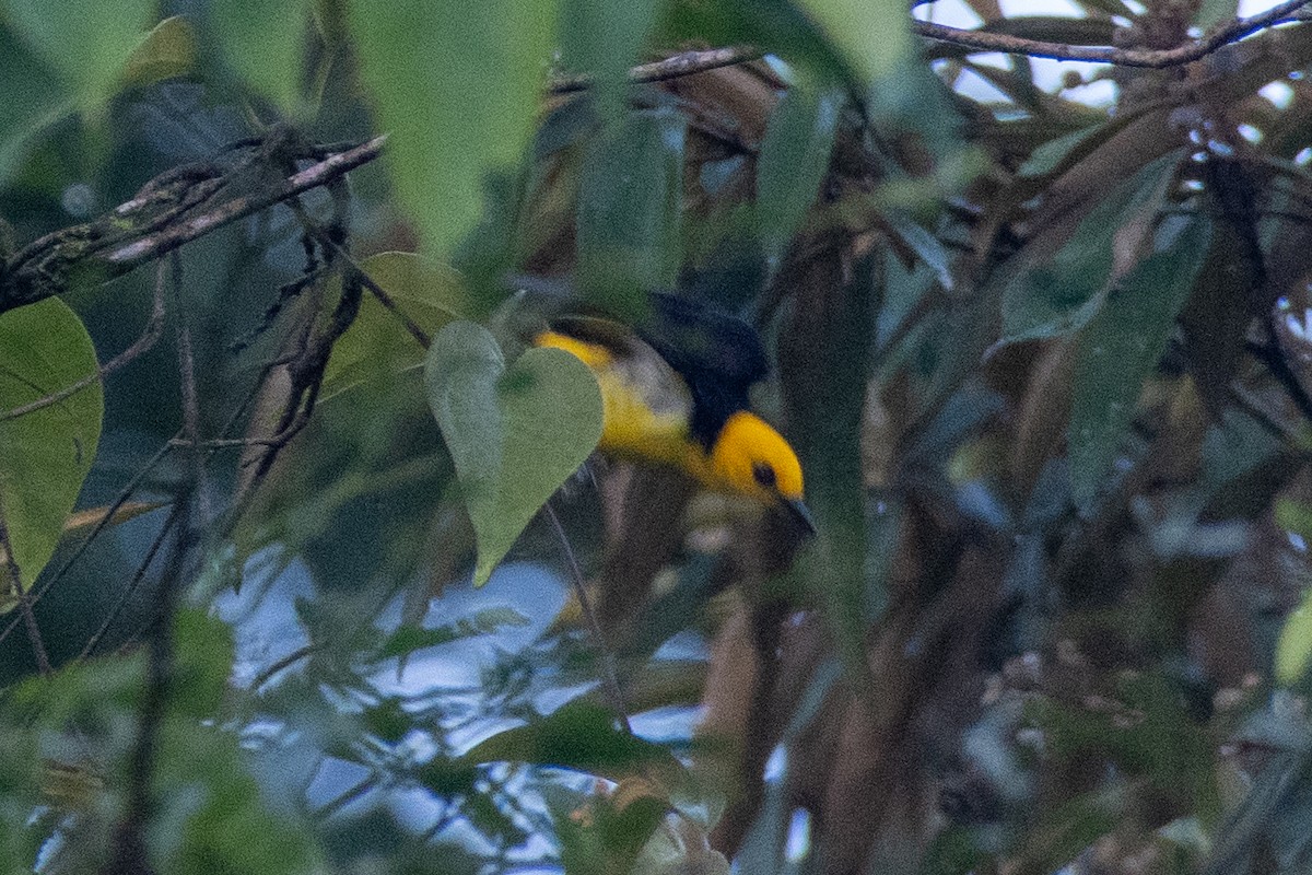 Black-and-yellow Tanager - ML613683281