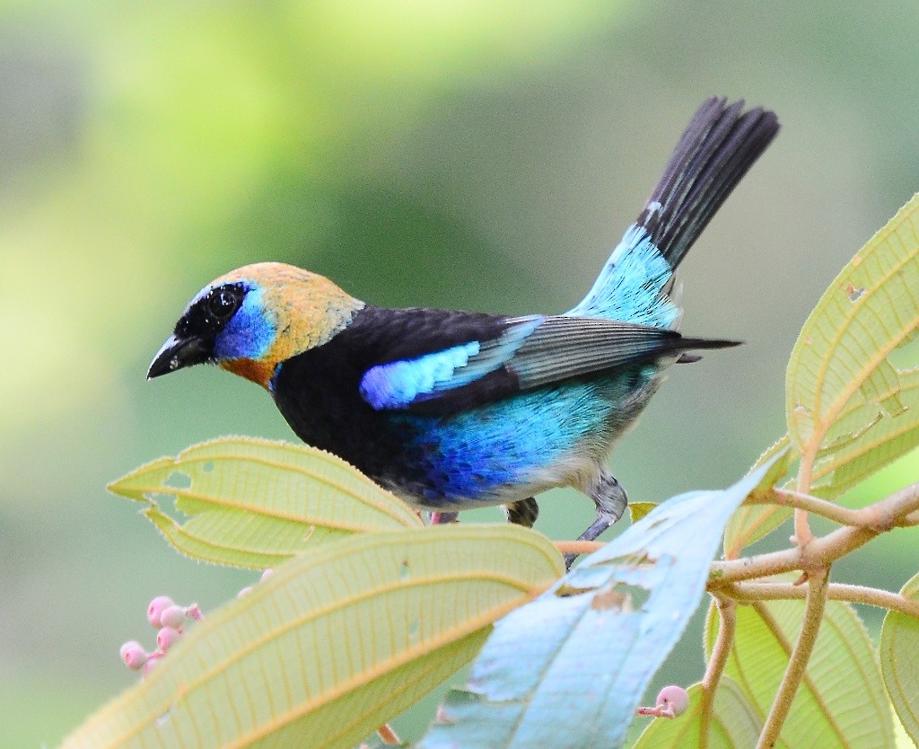 Golden-hooded Tanager - Giff Beaton