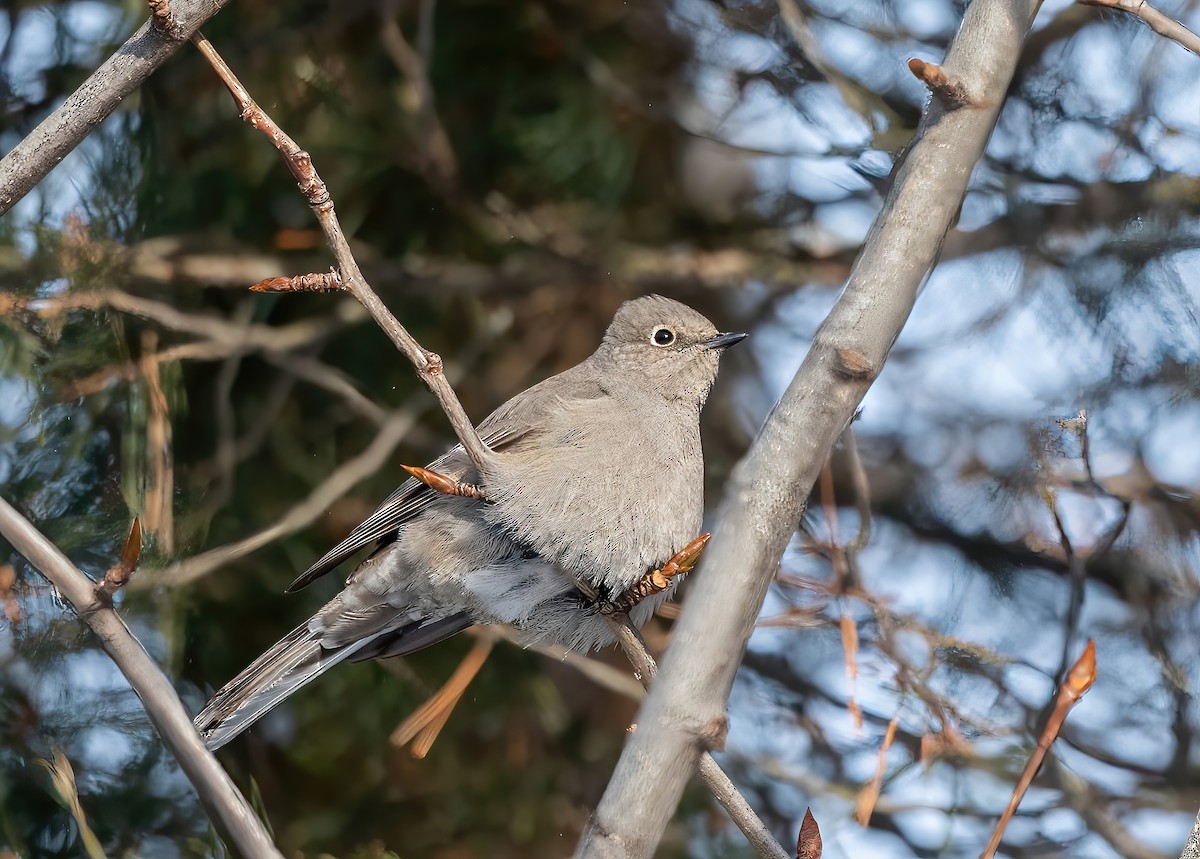 Townsend's Solitaire - ML613683527