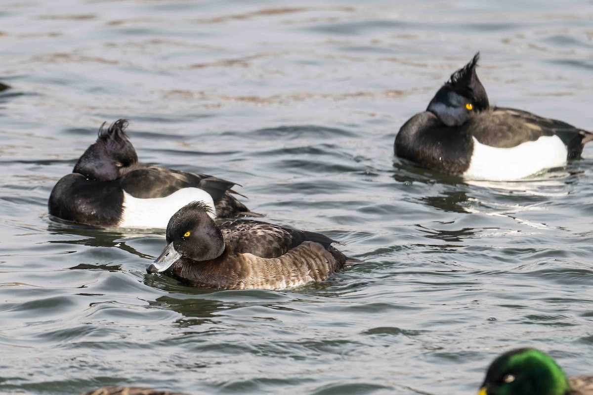 Tufted Duck - ML613683547