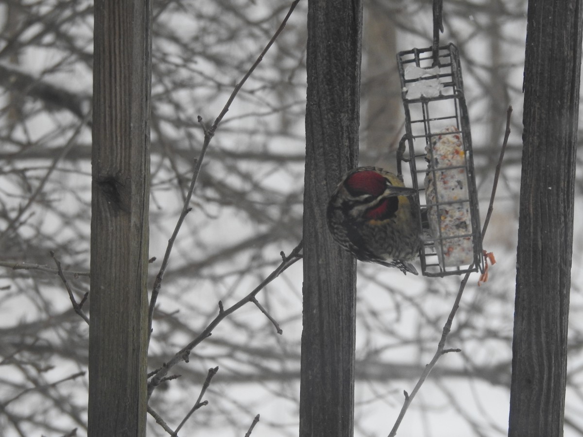 eBird Checklist 18 Jan 2024 9145 Vassar Road, Millington Twp, MI