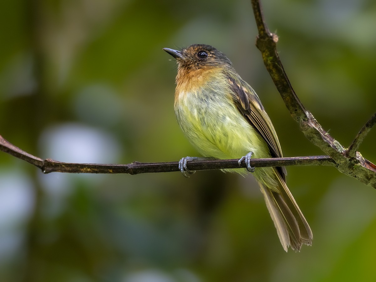 Rufous-breasted Flycatcher - ML613683716