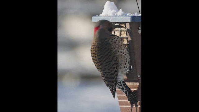 Northern Flicker (Yellow-shafted) - ML613683810