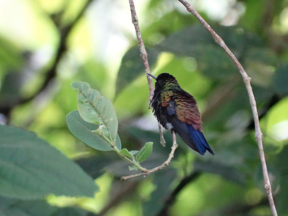 Copper-rumped Hummingbird - ML613684056