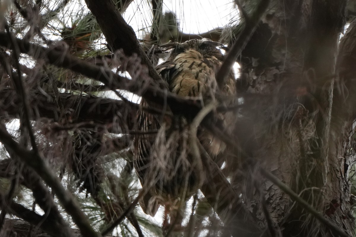 Madagascar Owl - ML613684604