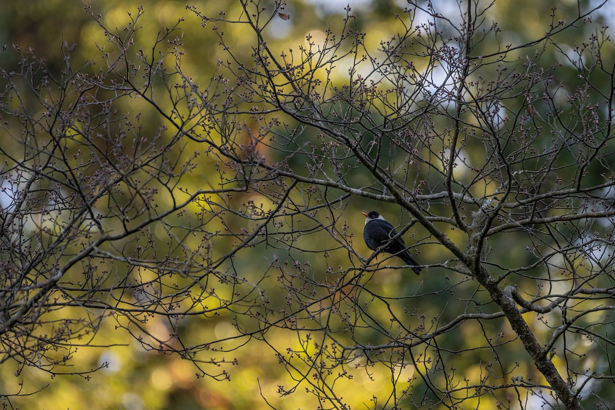 White-collared Blackbird - Deepak Budhathoki 🦉