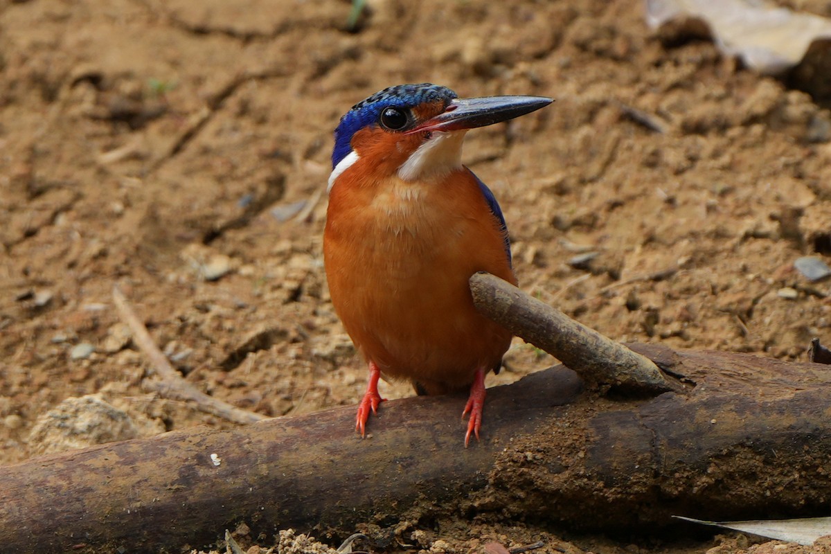 Malagasy Kingfisher - ML613684750
