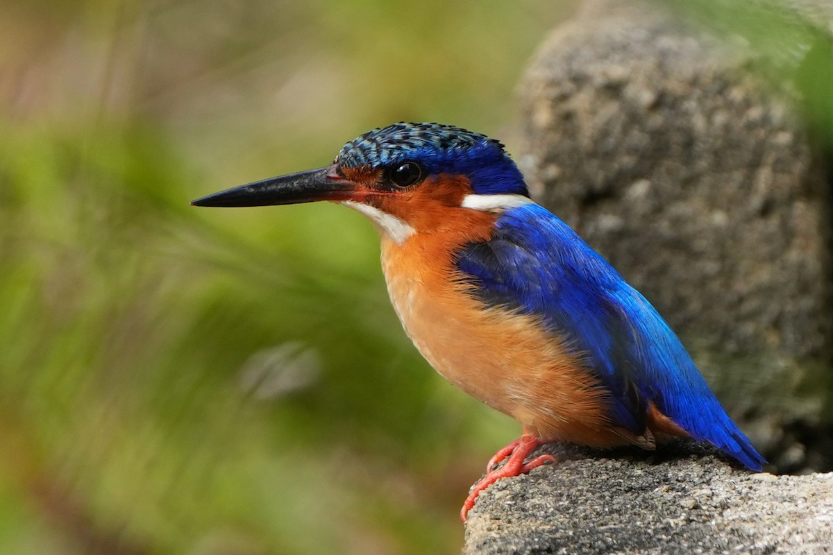 Malagasy Kingfisher - ML613684790