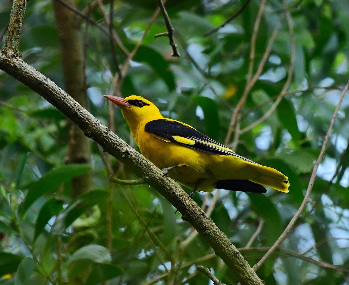 Indian Golden Oriole - ML613684914