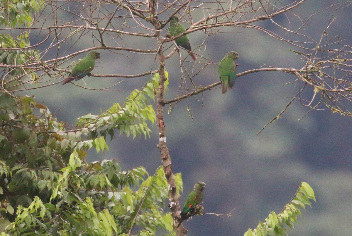 Maroon-tailed Parakeet (Choco) - ML613684961