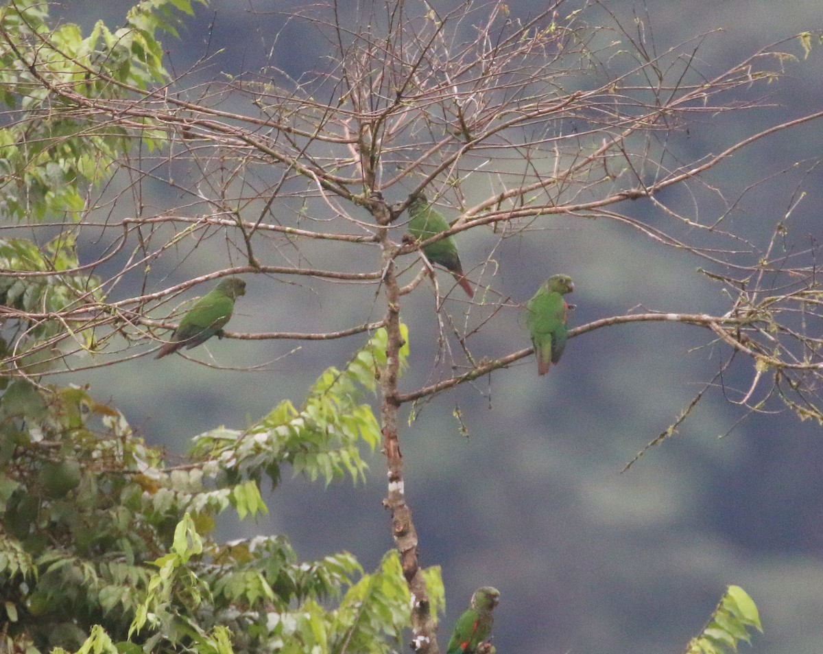 Maroon-tailed Parakeet (Choco) - ML613684962