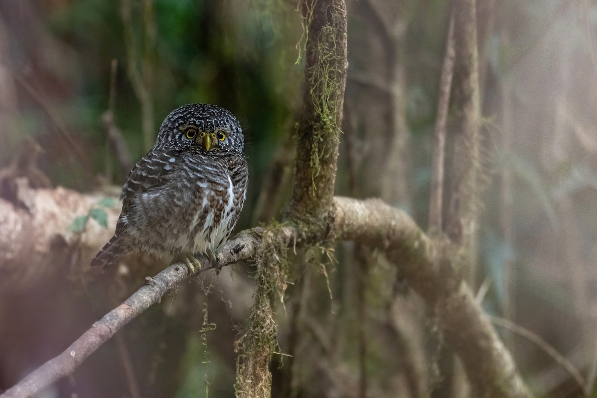 Collared Owlet - ML613685158