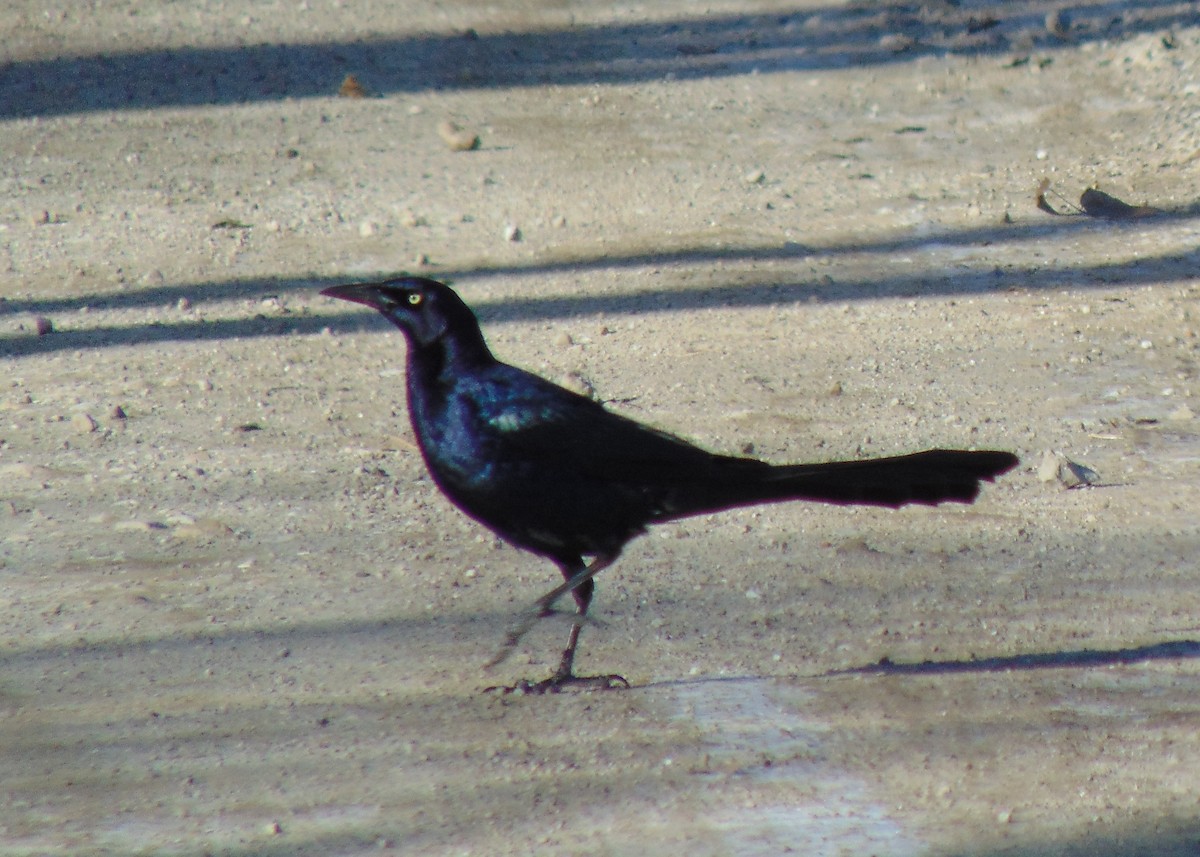 Great-tailed Grackle - ML613685215