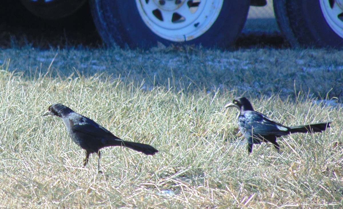 Great-tailed Grackle - ML613685225