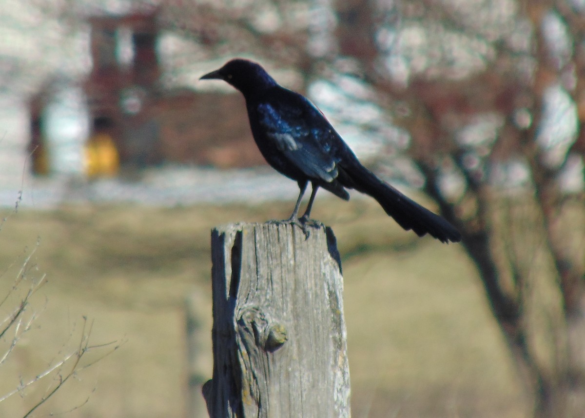 Great-tailed Grackle - ML613685230