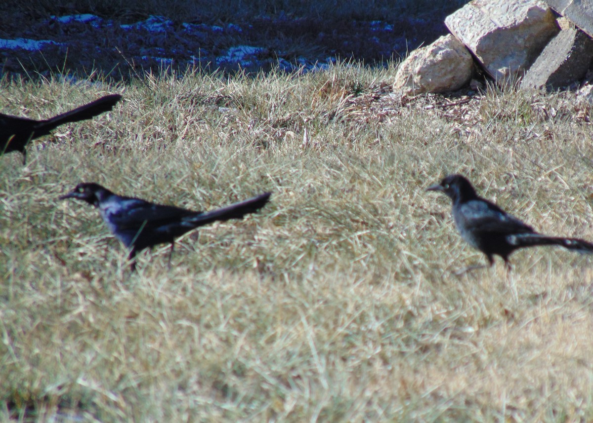Great-tailed Grackle - ML613685234