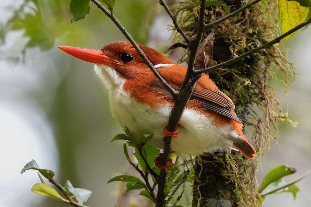 Madagascar Pygmy Kingfisher - ML613685385